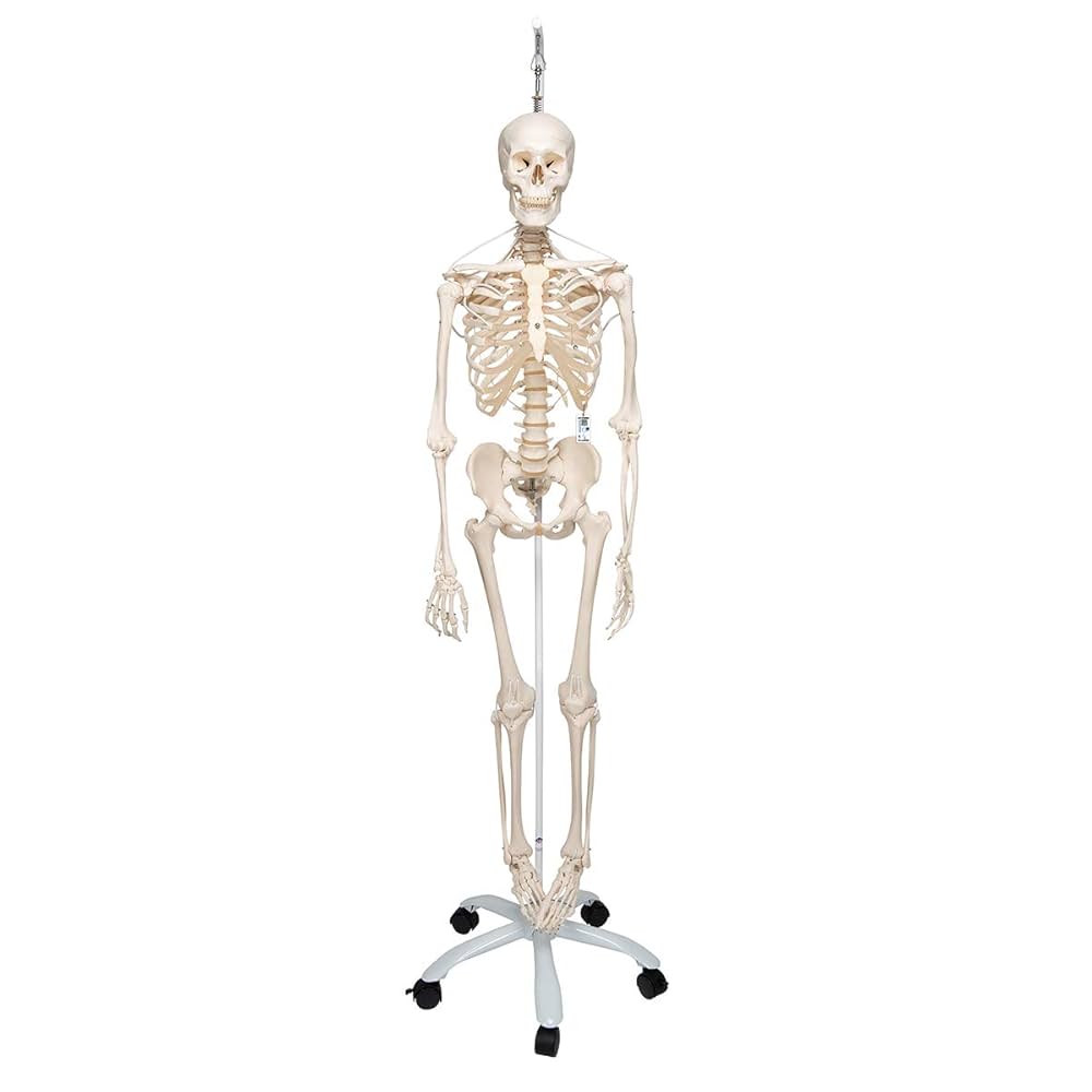 3B Scientific A15/3S Physiological skeleton functional